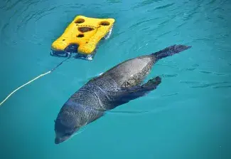 Defender ROV